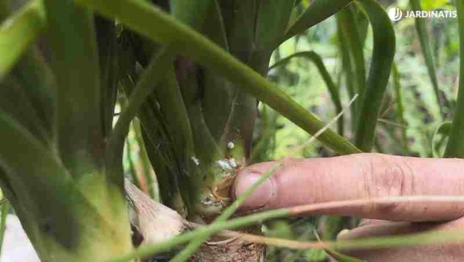 Planta nolina Planta nolina