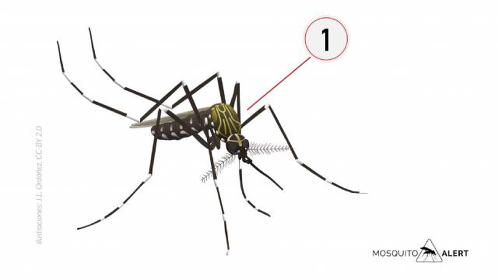 mosquitos transmisores de enfermedades mosquito del japon mosquitos transmisores de enfermedades mosquito del japon