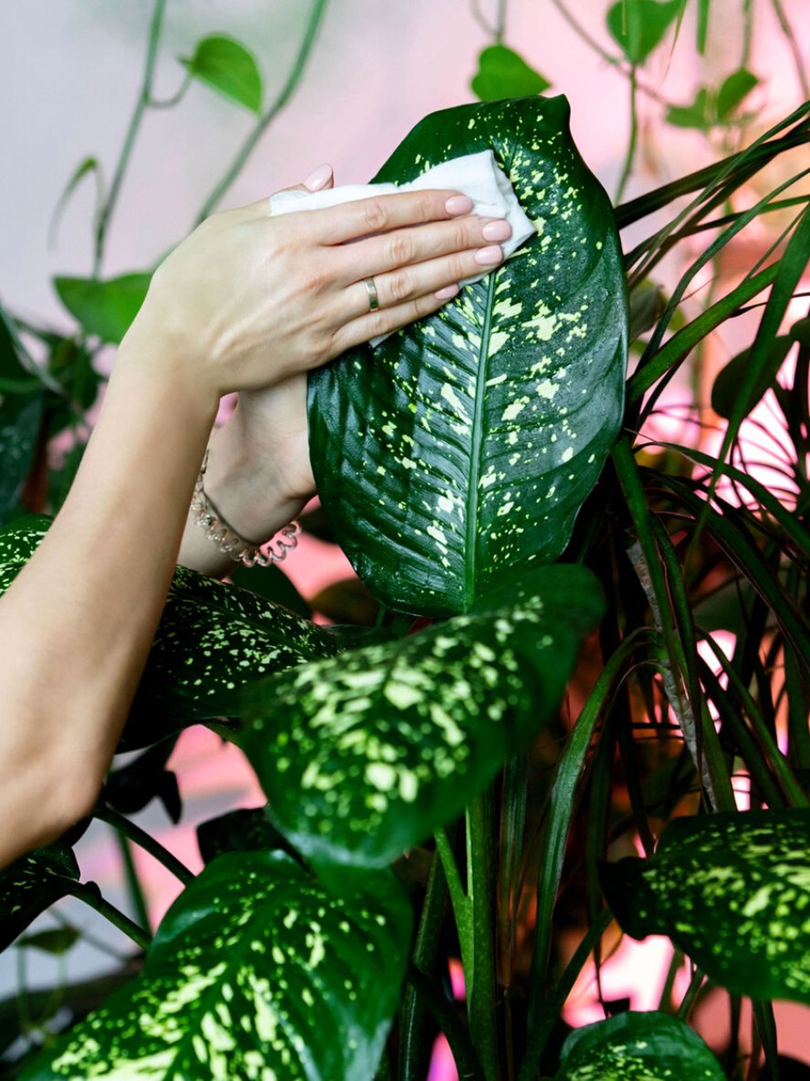 como limpiar hojas de dieffenbachia como limpiar hojas de dieffenbachia