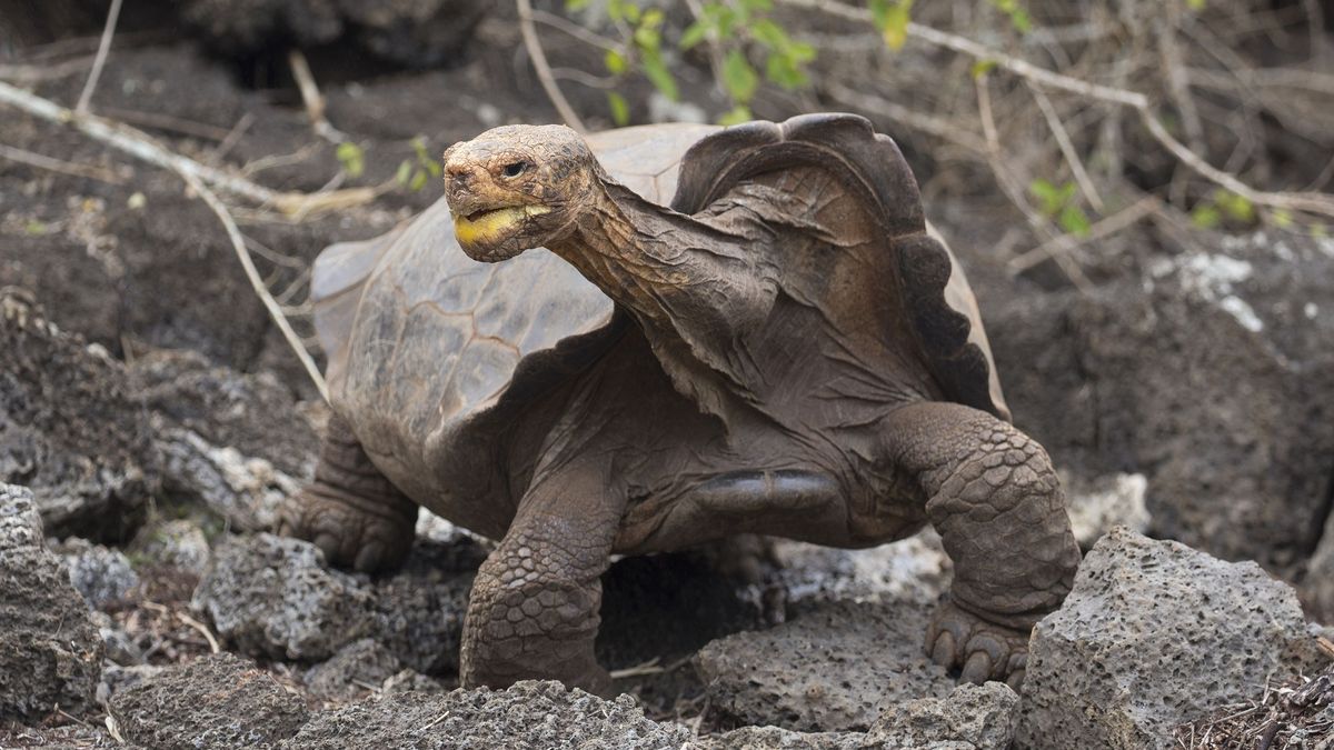 La enorme diferencia entre la vida corta de un hámster y la longevidad de una tortuga es el resultado de estrategias evolutivas distintas