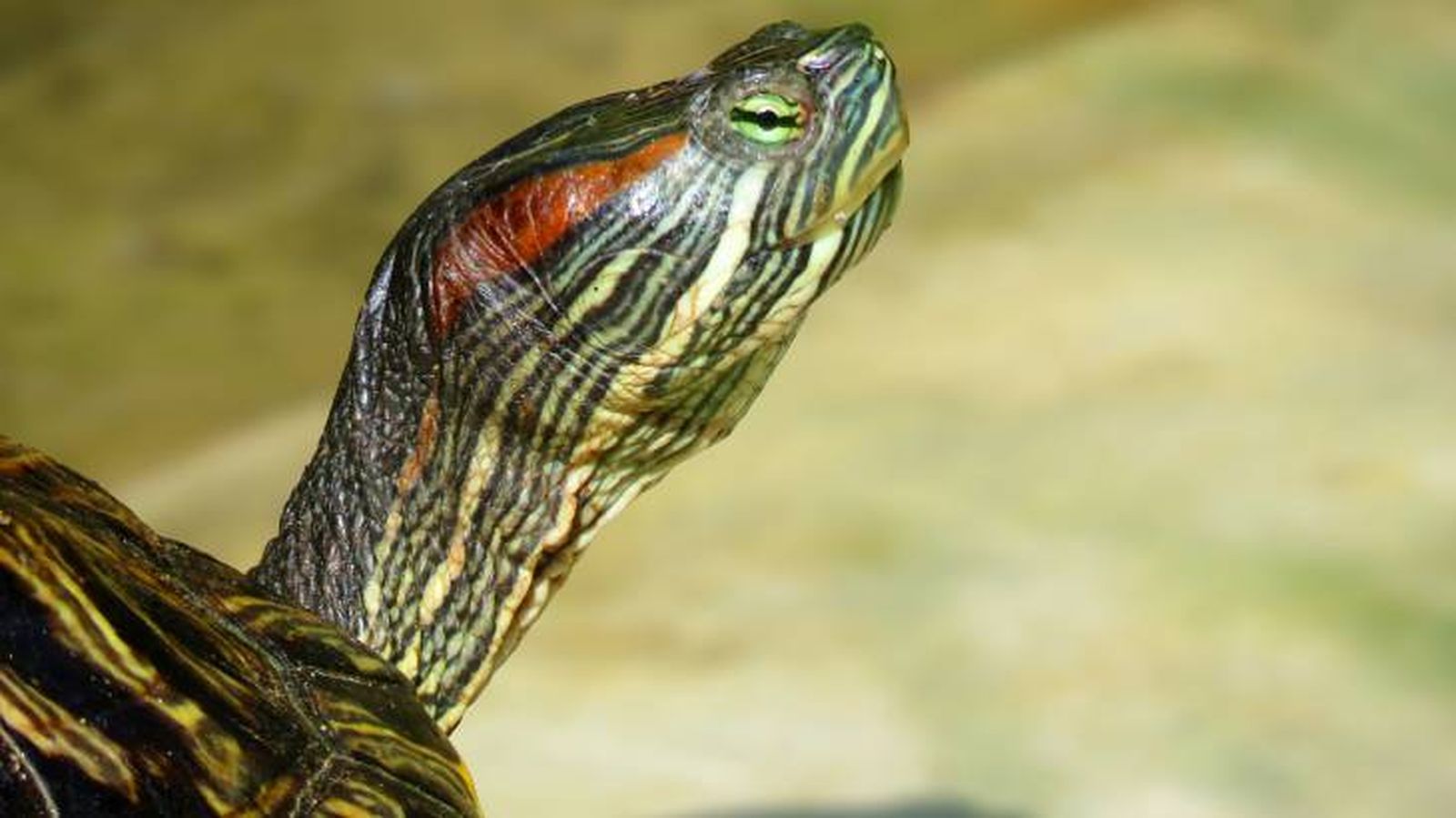 La tortuga de orejas rojas se tiene como mascota La tortuga de orejas rojas se tiene como mascota