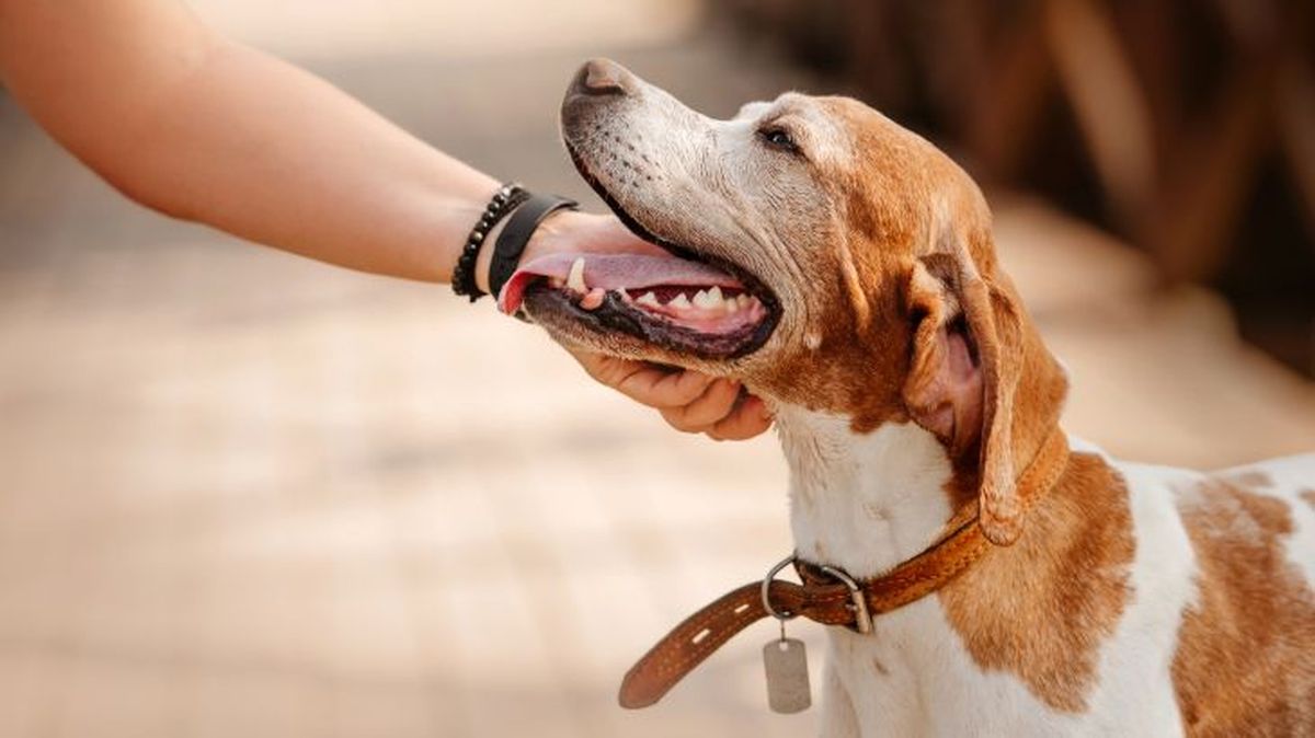 perros con sindrome de down 5