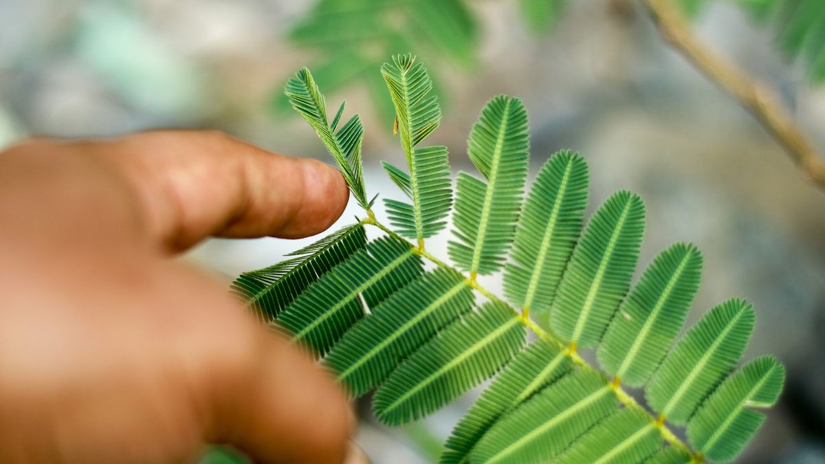 La mimosa pudica es el mejor ejemplo de memoria vegetal