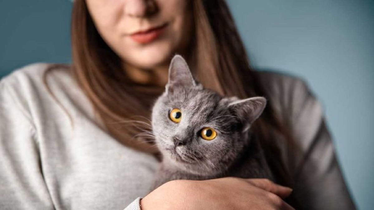 curiosidades sobre los gatos 1