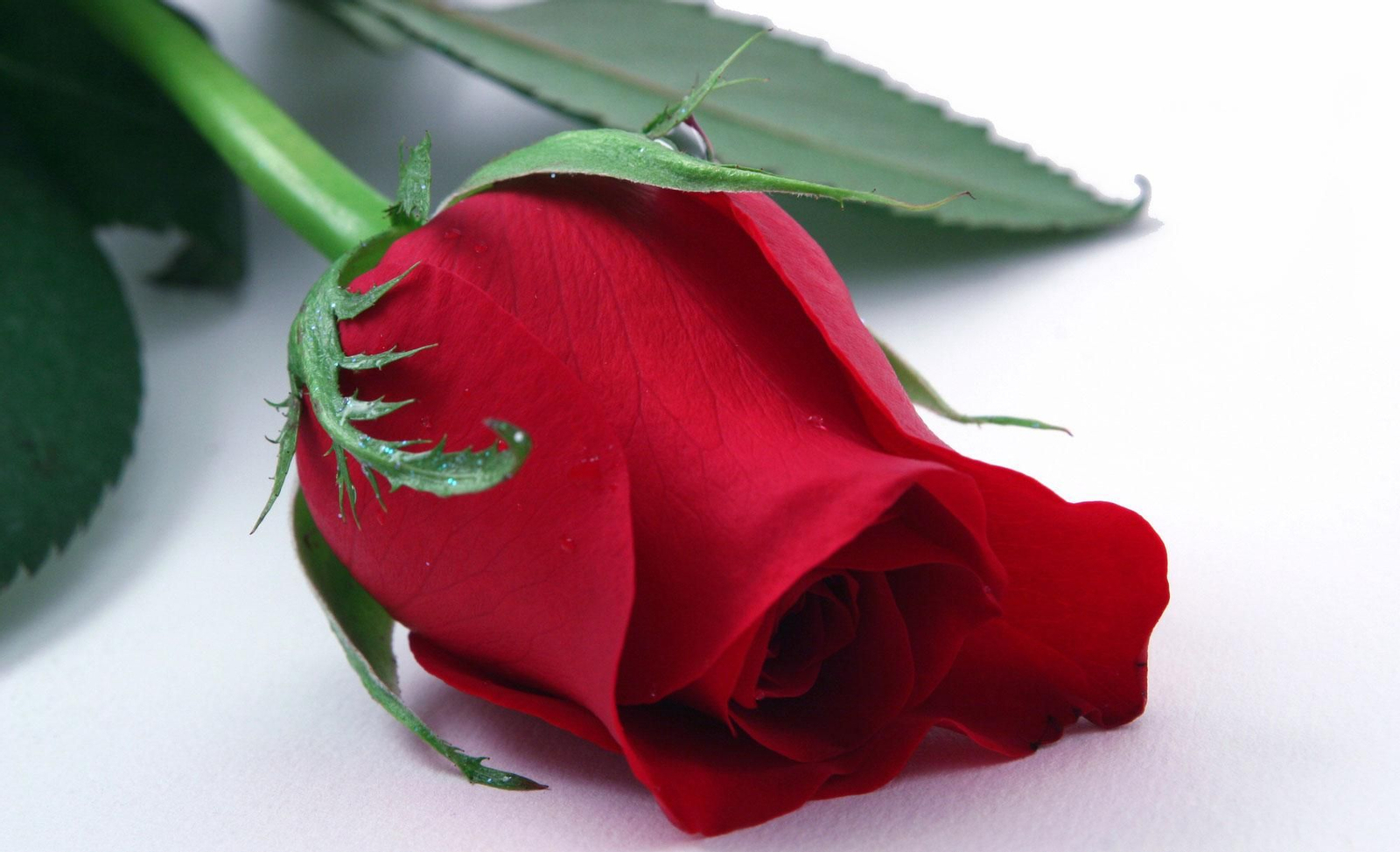 rosa rosa