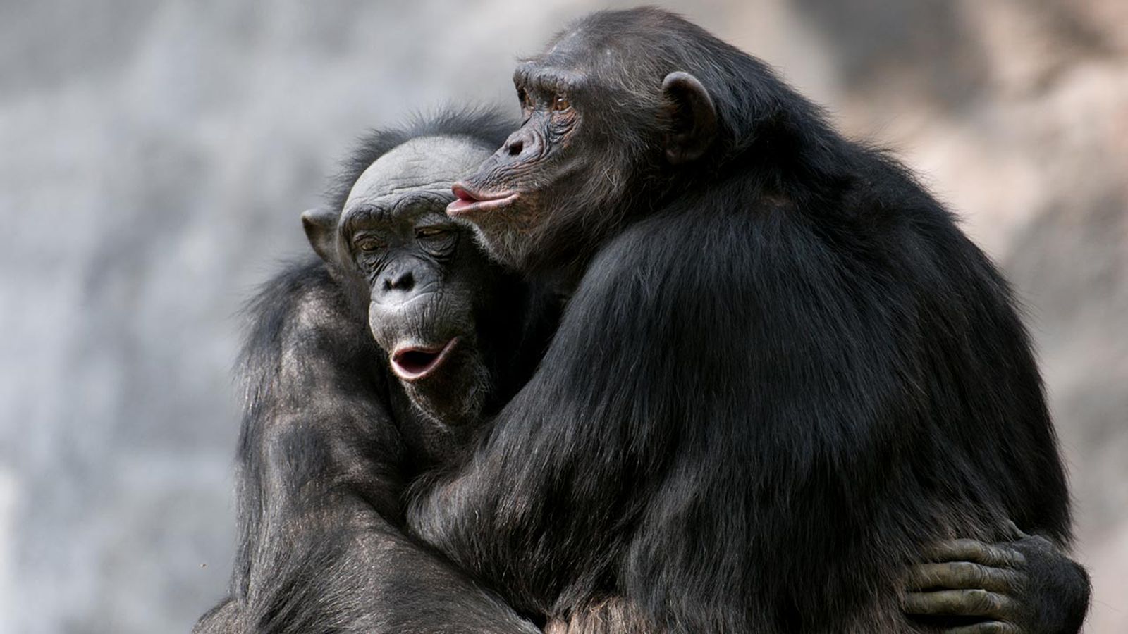 mejores abrazos mundo animal 11