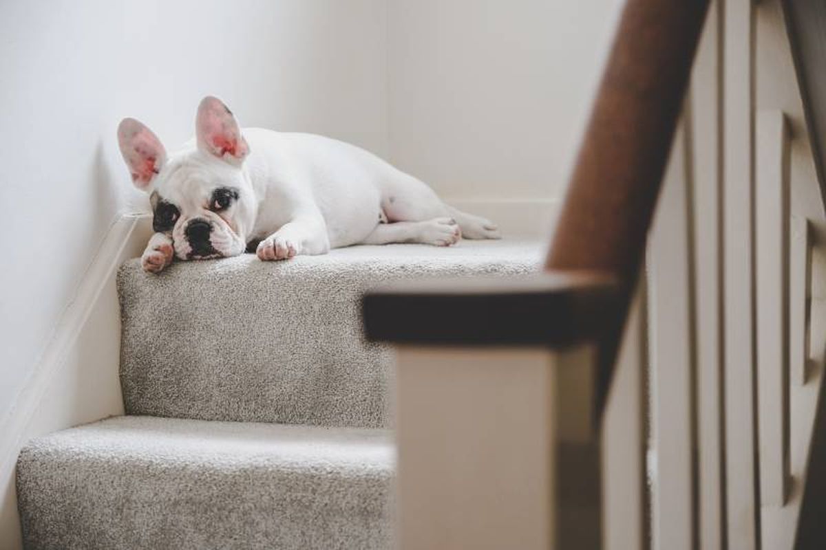 Morder muebles, ladridos excesivos o escaparse, son algunos signos de aburrimiento.