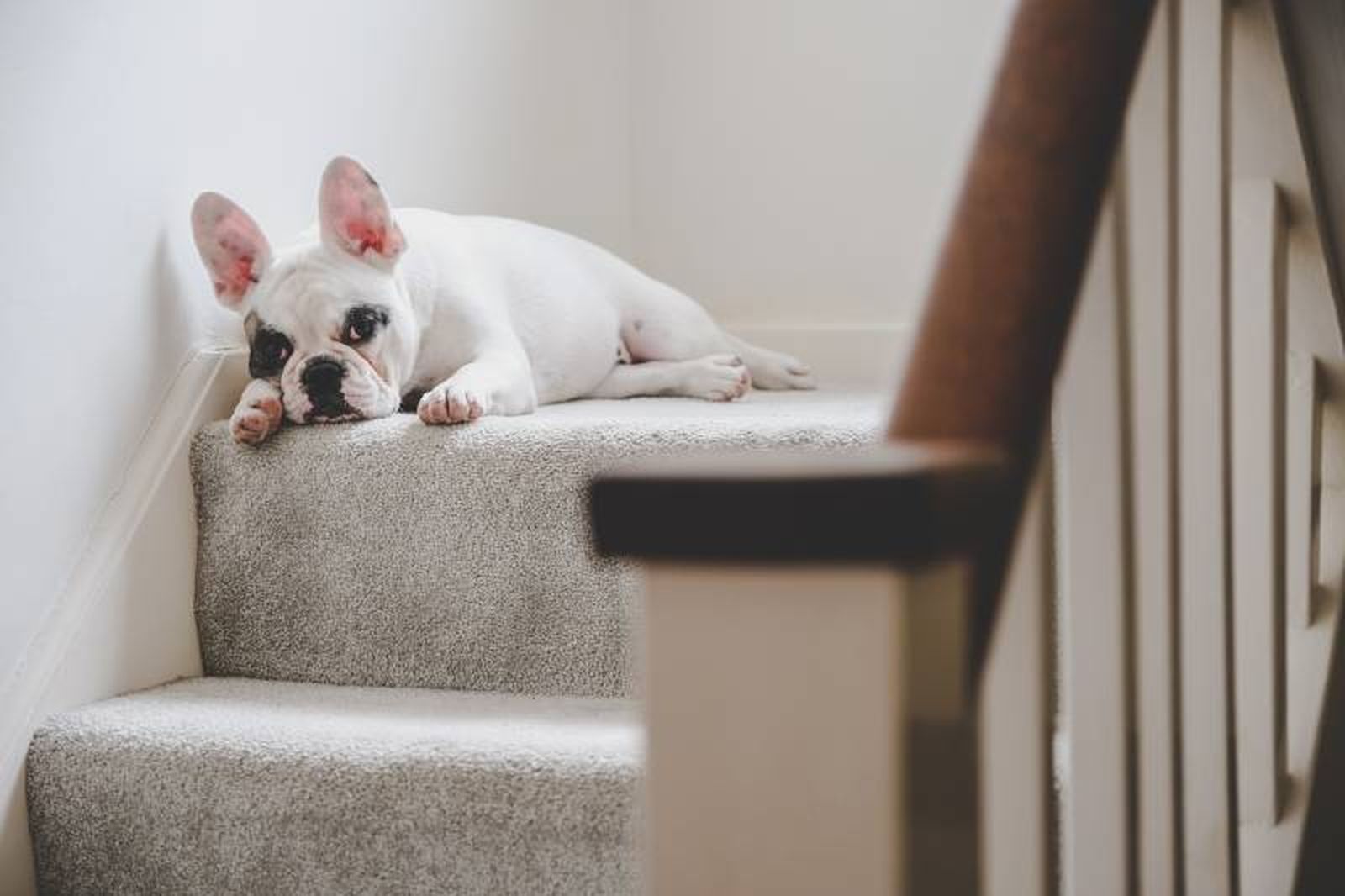 Morder muebles, ladridos excesivos o escaparse, son algunos signos de aburrimiento. Morder muebles, ladridos excesivos o escaparse, son algunos signos de aburrimiento.