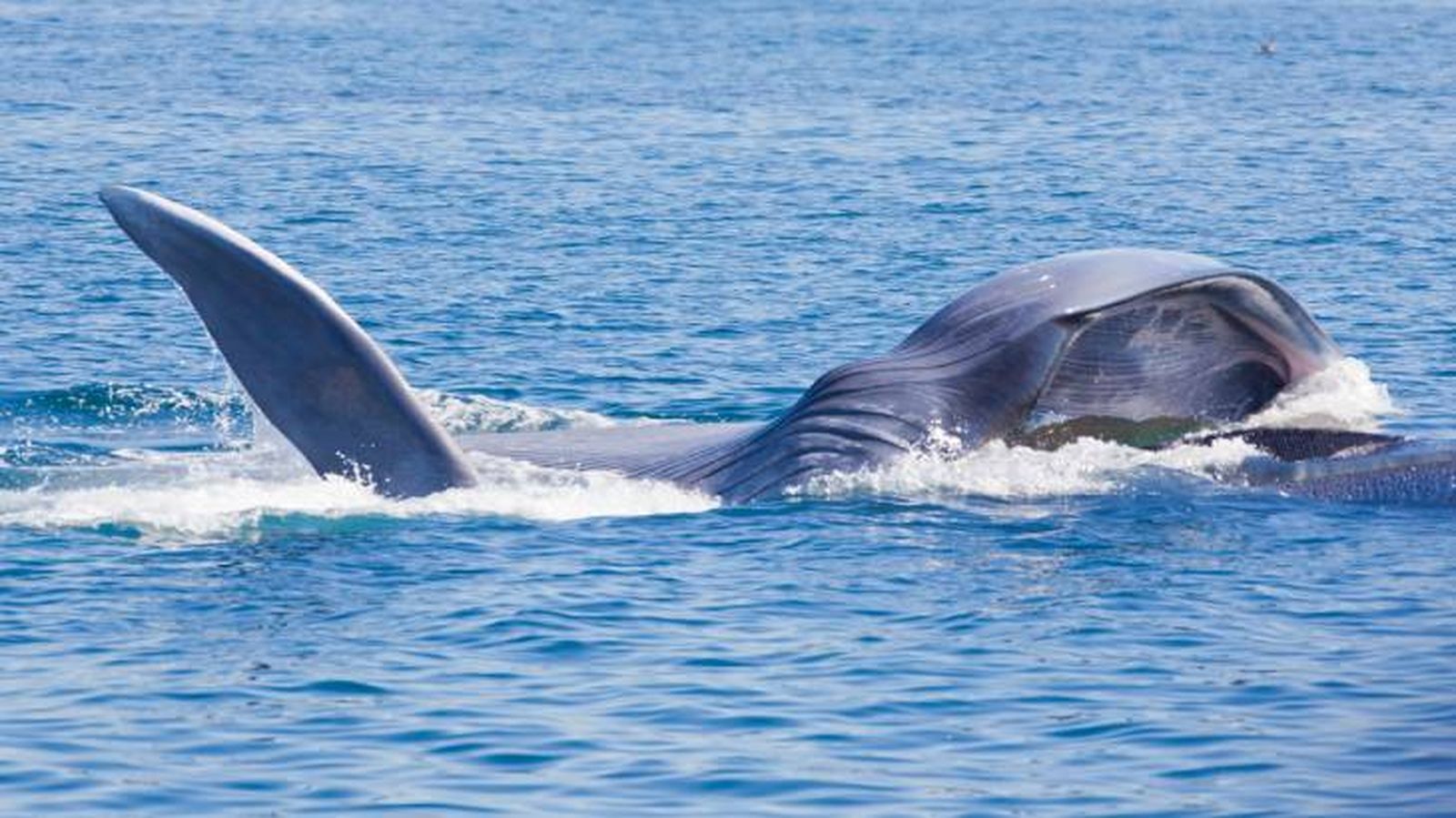 Las ballenas azules se alimentan principalmente de krill Las ballenas azules se alimentan principalmente de krill