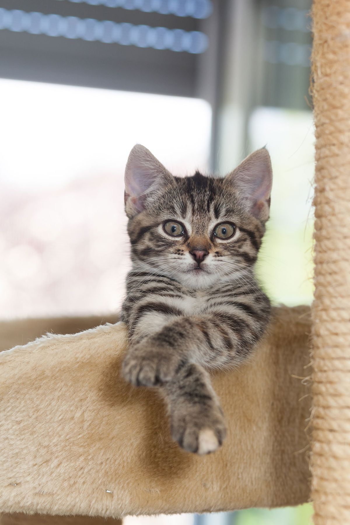 mascotas rascadores gatos vision