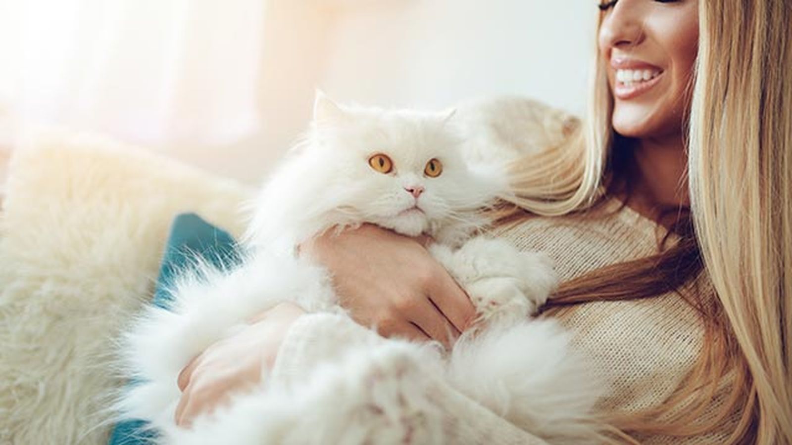 gato persa 1 abrazo gato persa 1 abrazo