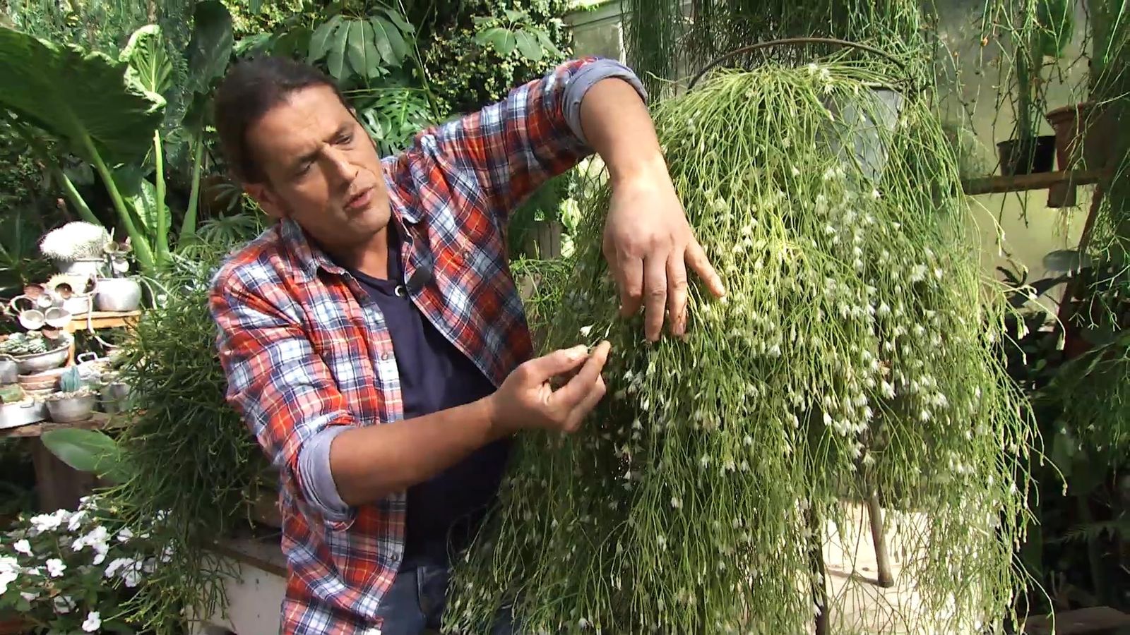 deco727 jardineria Rhipsalis xl
