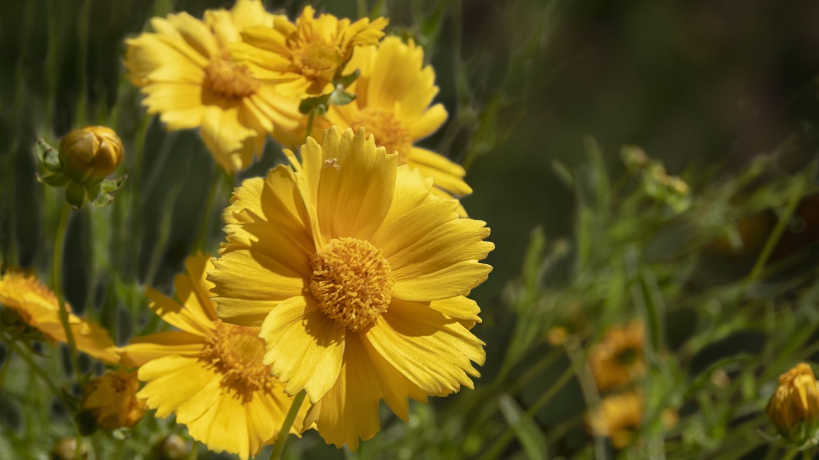 Es una opción ideal debido a sus pocas necesidades de agua