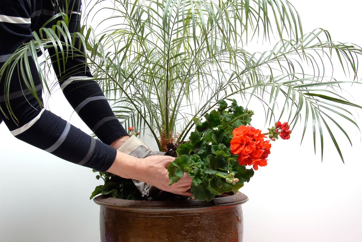 Composición con Palmera de Roebelen, Geranios y Petunias p3