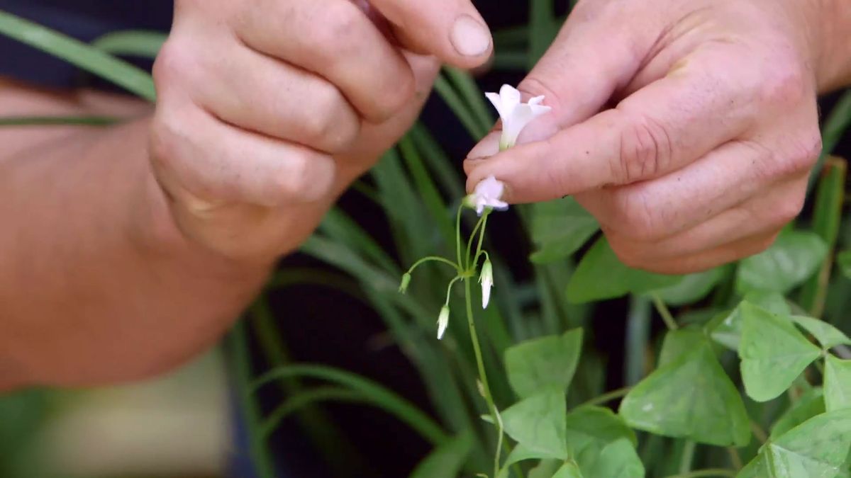 brico 924 3 barrabas oxalis flores