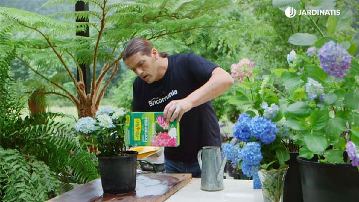 recuperar una hortensia con clorosis ferrica brico 0917 3