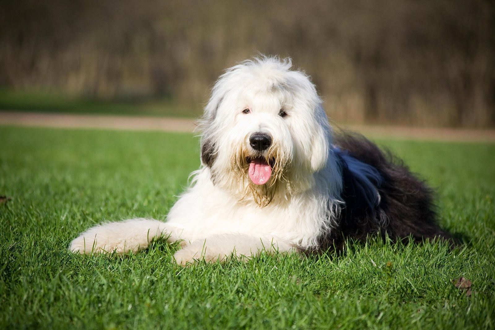 mascotas perros raza bobtail 1