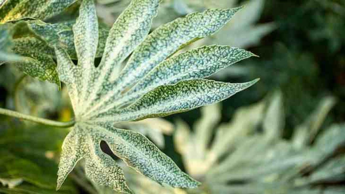 aralia variegada blanco