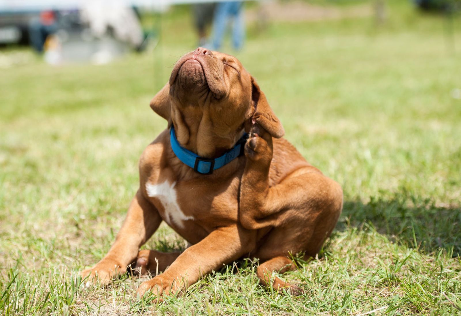 perros pueden tener piojos se contagian