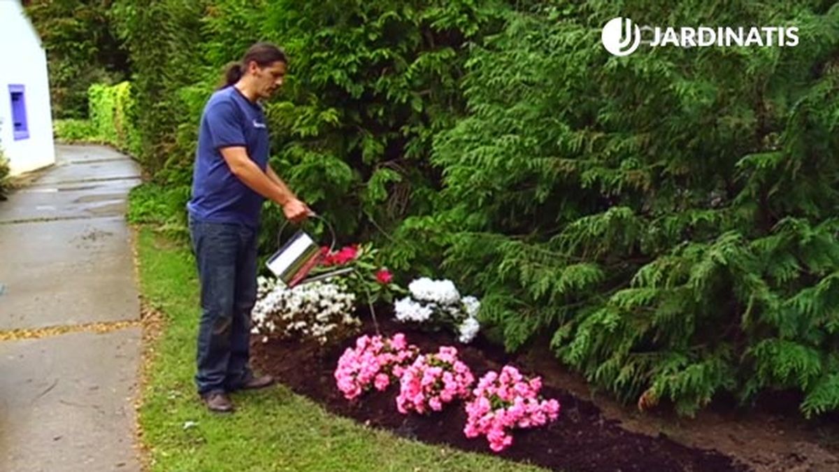 regar azaleas rododendros prosperen en el jardin xl brico 699 jardin