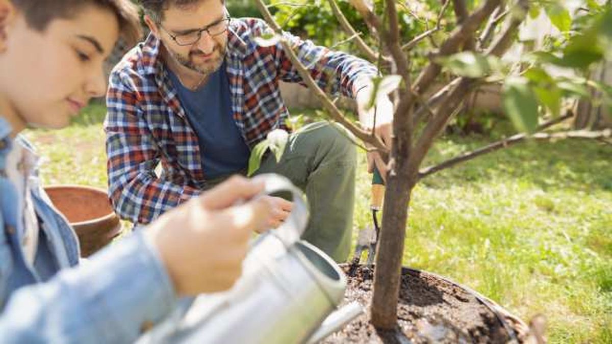 arbol frutal en maceta el jardin