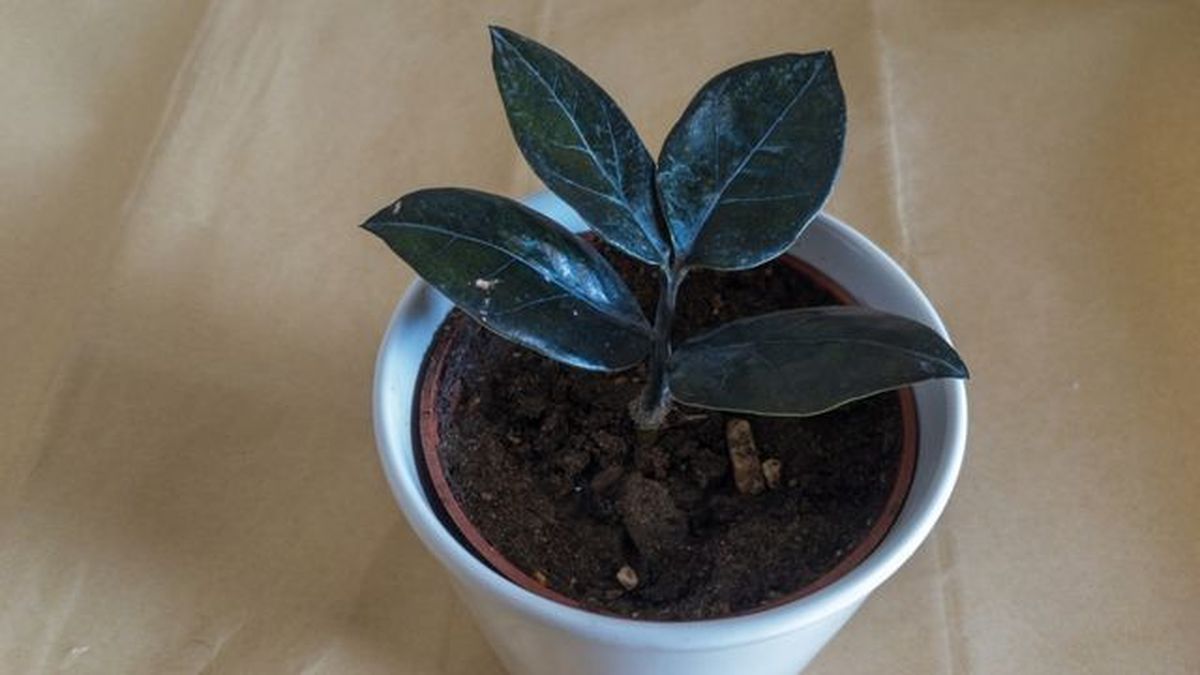 planta zamioculca negra lento crecimiento
