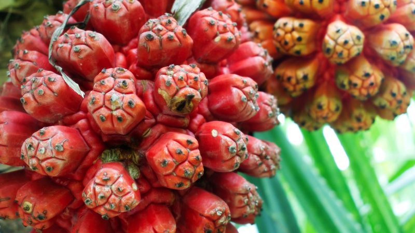 Fruta hala Fruta hala