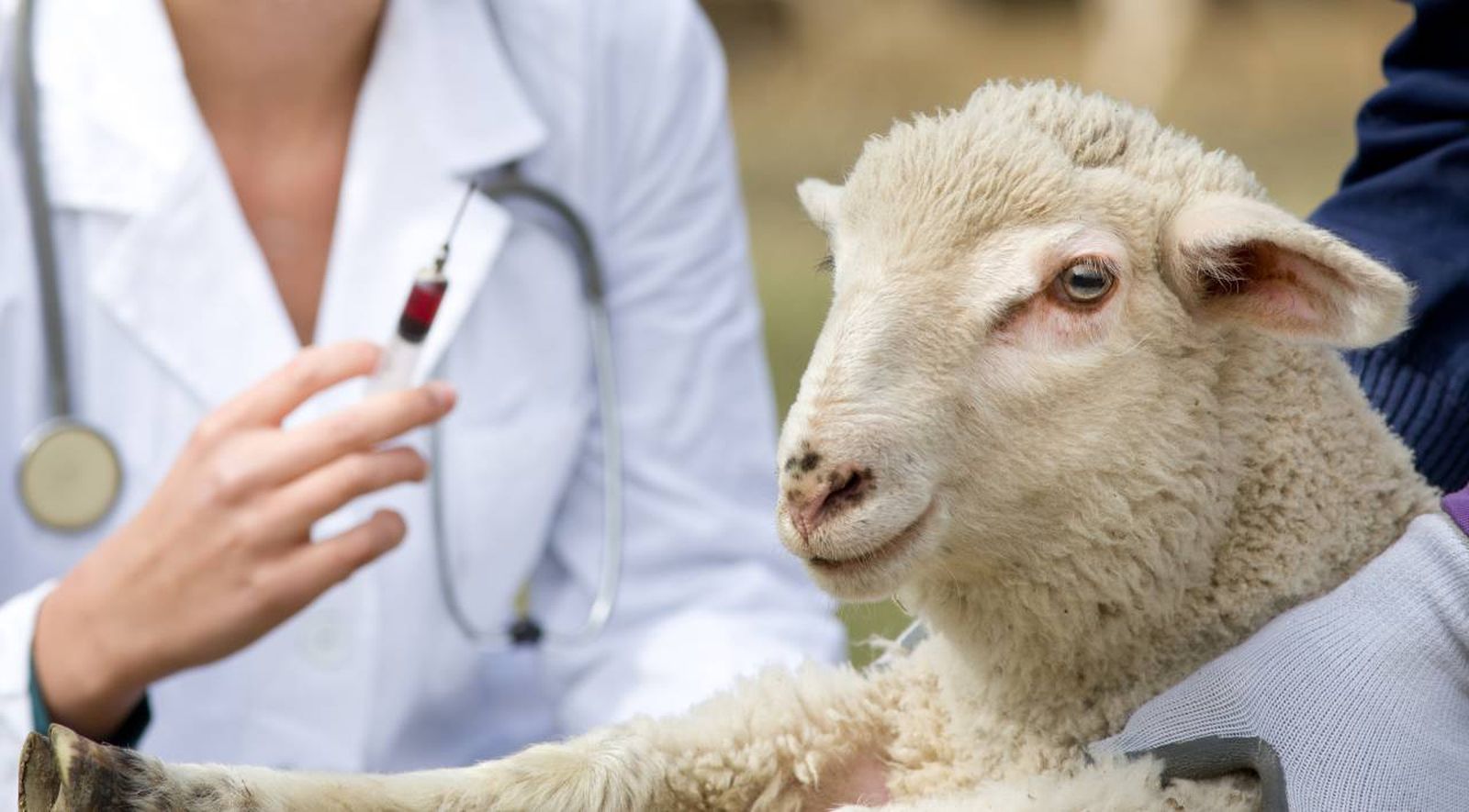 La lengua azul o fiebre catarral ovina es una enfermedad de origen vírico.