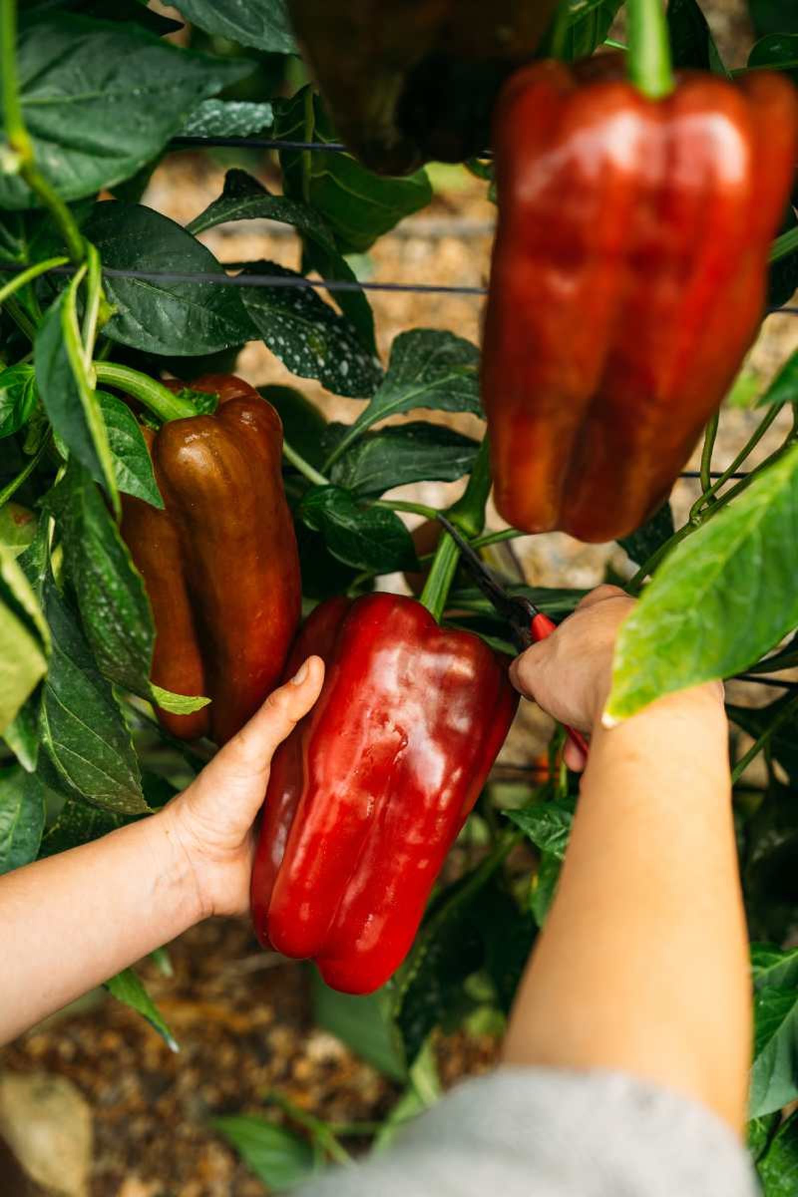 Capsicum annuum