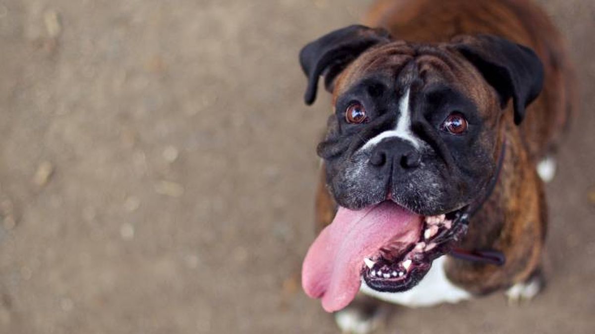 Un perro Bóxer cariñoso con ganas de jugar y pasear