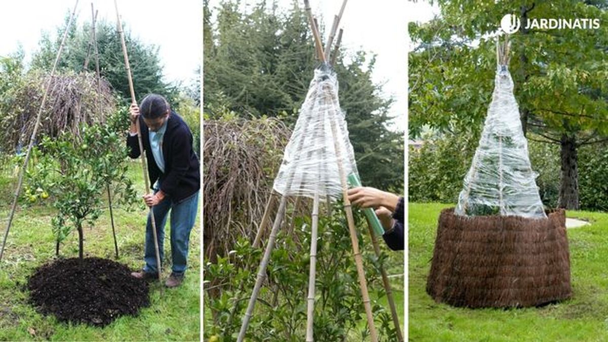 proteger limonero plantado en el jardin del frio brico 312