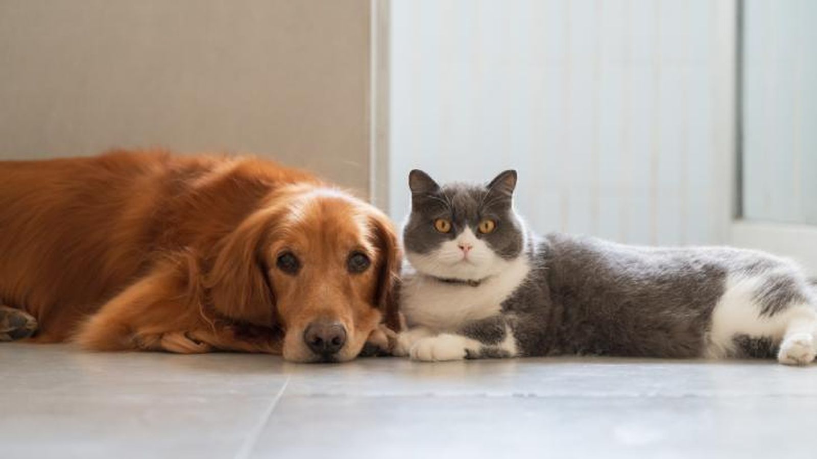 nombres originales para animales 4