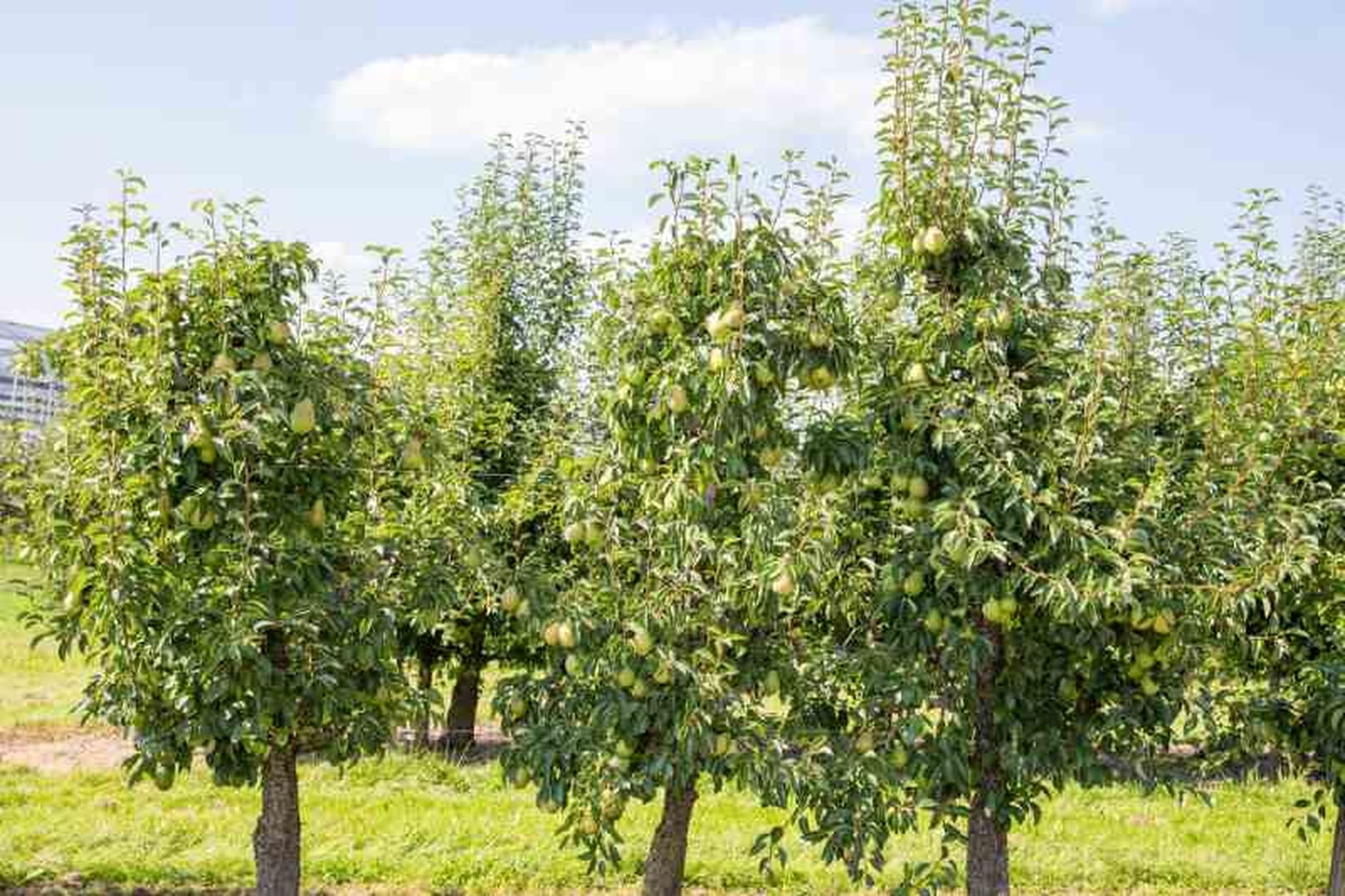 Pyrus communis. Pyrus communis.