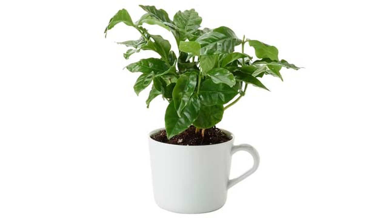 planta cafeto ikea planta cafeto ikea