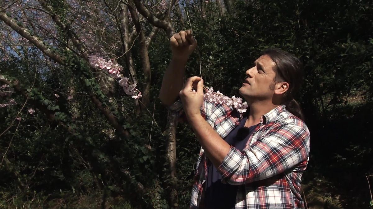 Deco728 jardineria cerezo accolade floracion