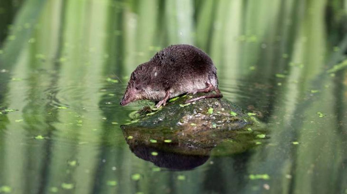 El Musgaño de Cabrera es un animal venenoso que vive en ambientes acuáticos