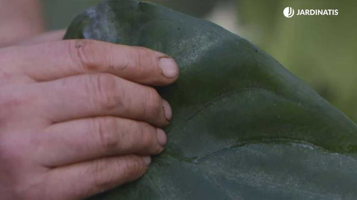 puntitos hojas alocasia brico 1016 jardinatis