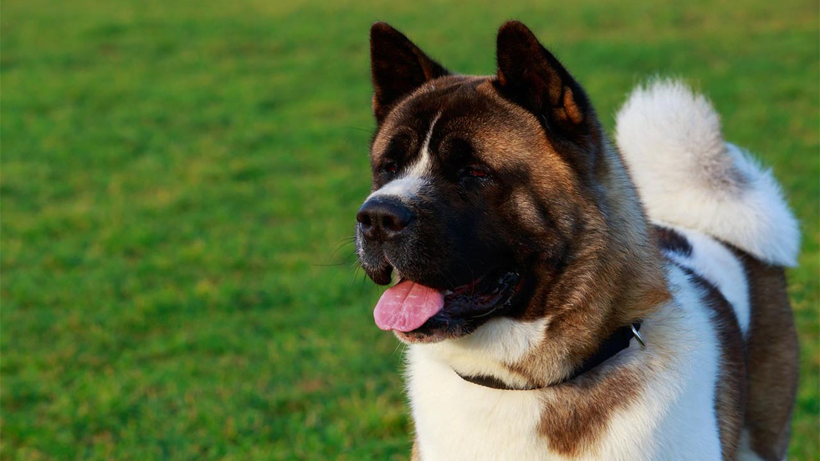 akita americano