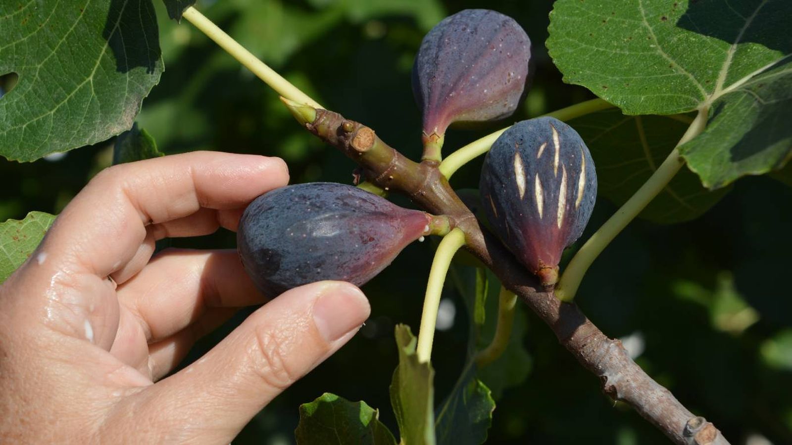 La higuera produce un olor inconfundible.