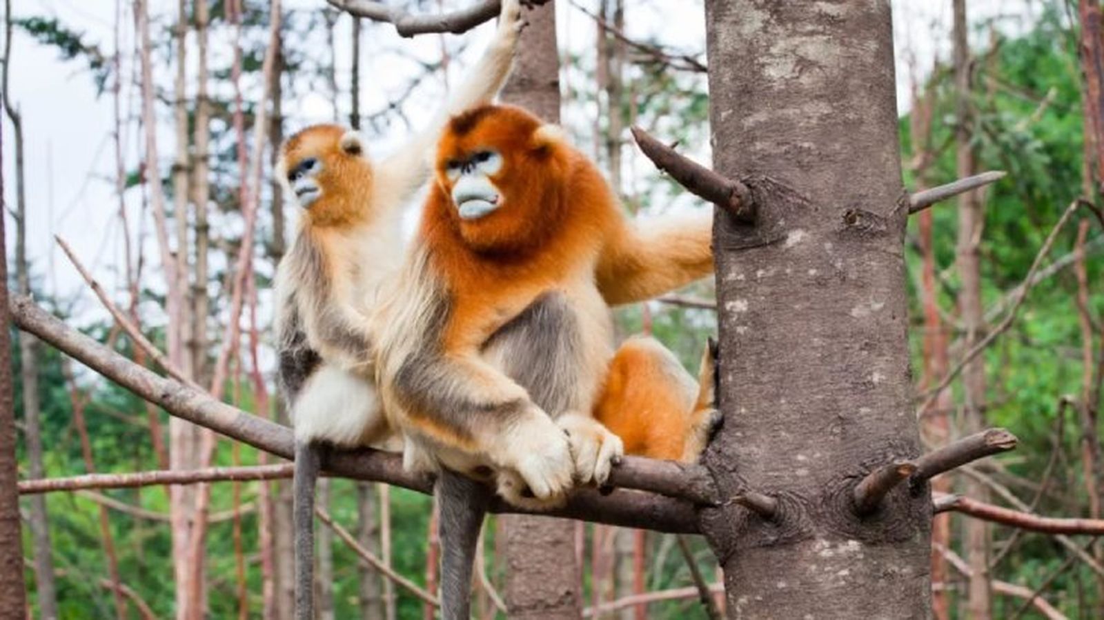 animales mas raros del mundo mono chato animales mas raros del mundo mono chato