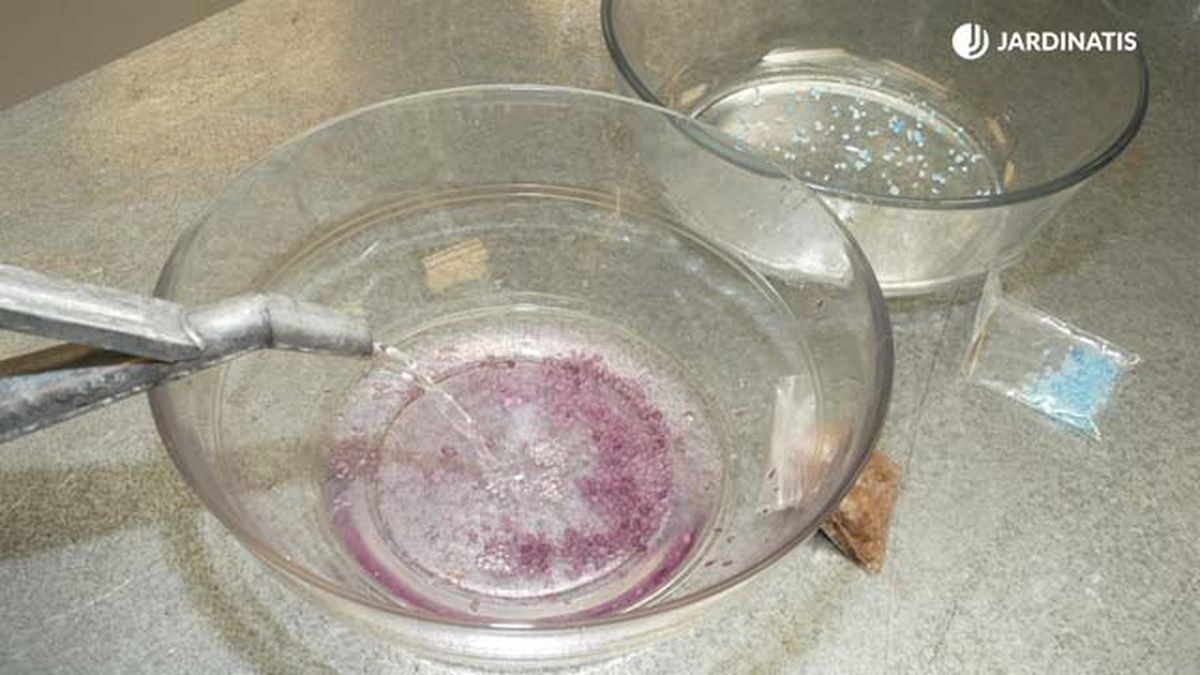 recipiente de cristal de las bromelias