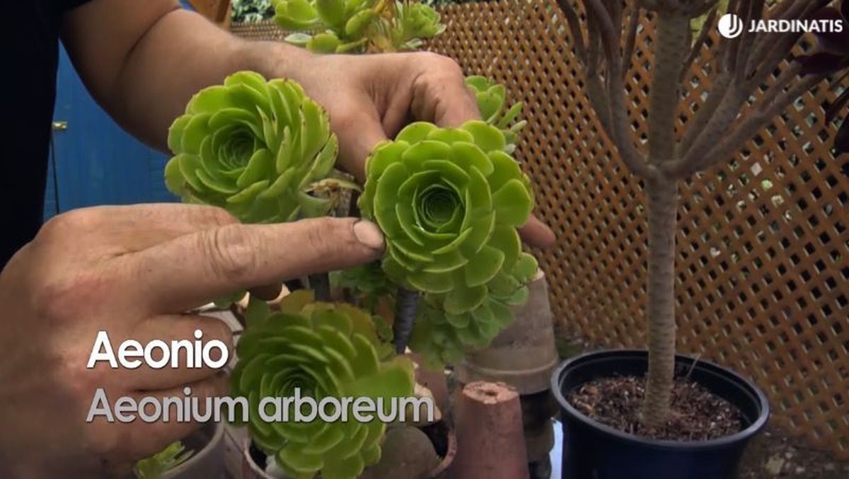 Tienen forma de roseta similar a las echeverias