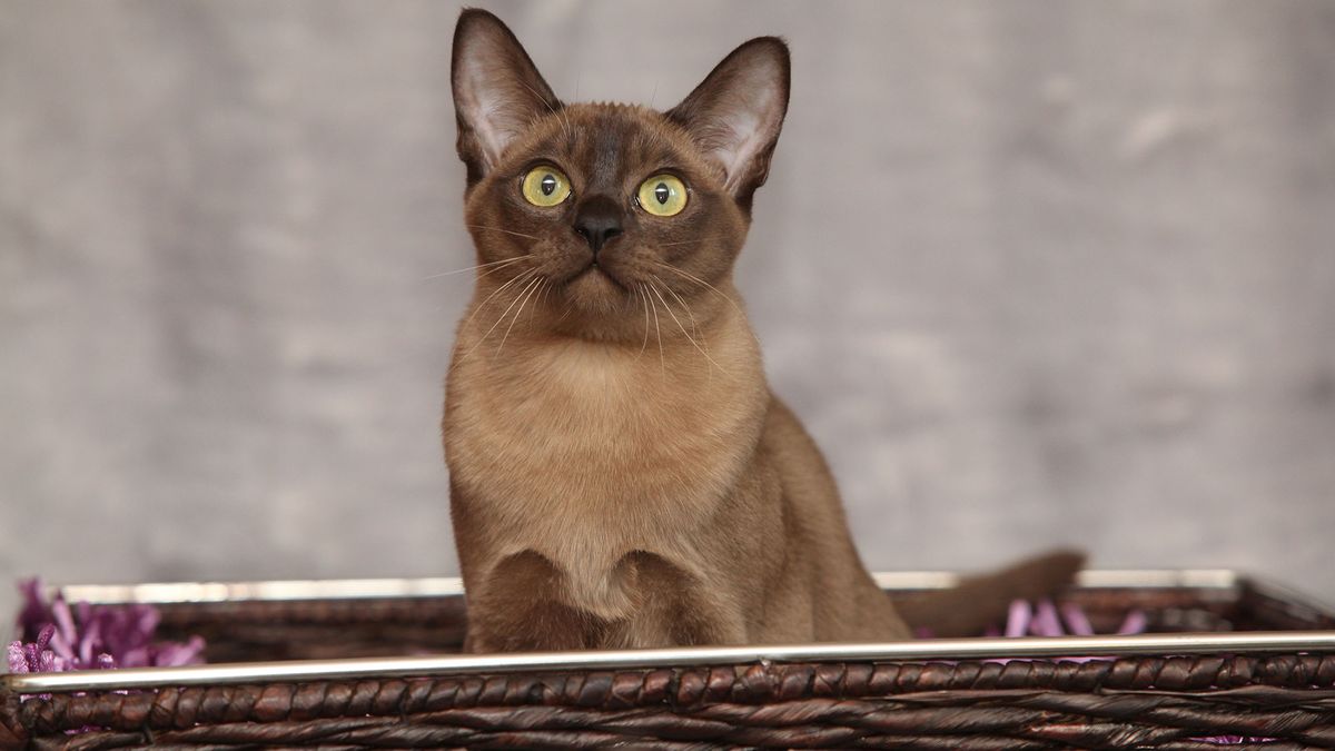 Gato burmes cachorro