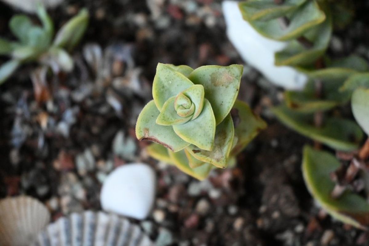 El extremo cortado debe estar completamente seco antes de plantarlo..
