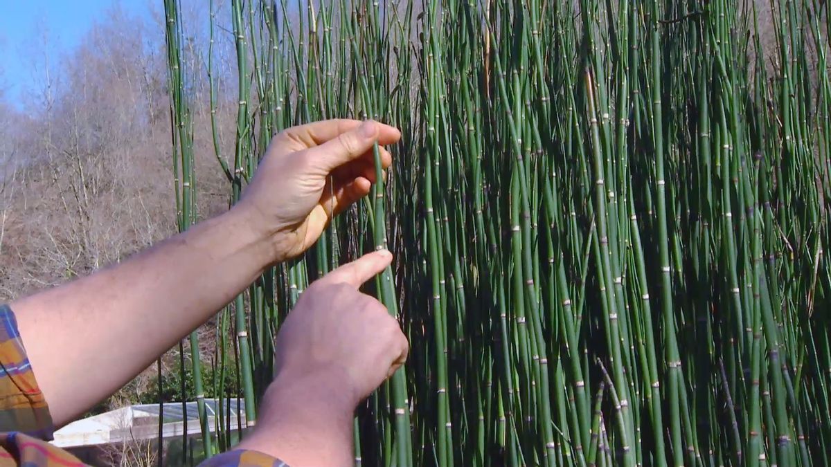 decogarden 0648 jardineria poda cola caballo brote ano pasado