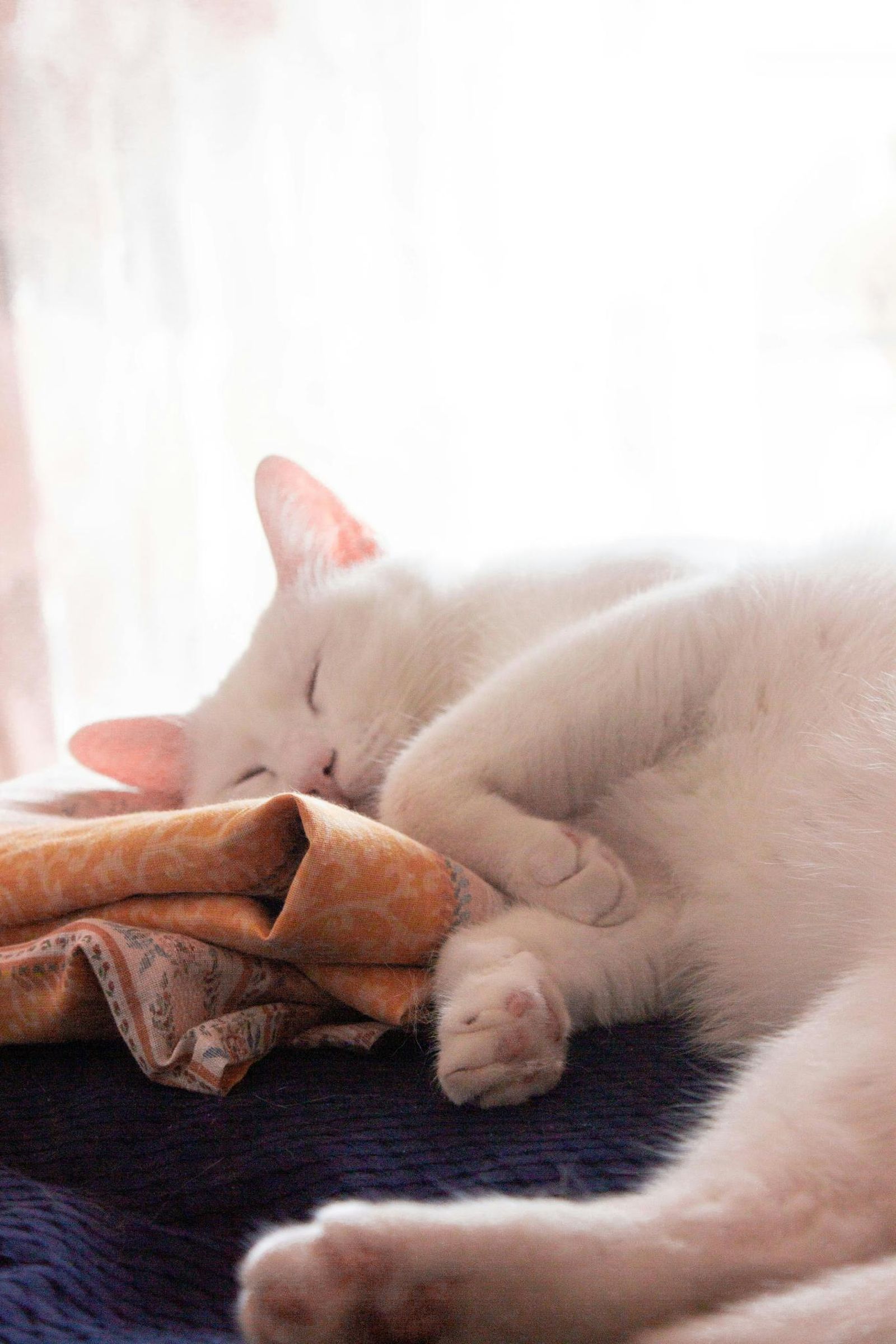 Gato blanco durmiendo. Gato blanco durmiendo.