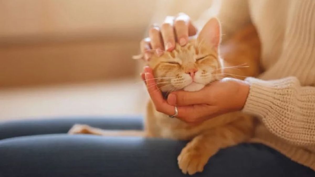 rascador casero para gatos 2