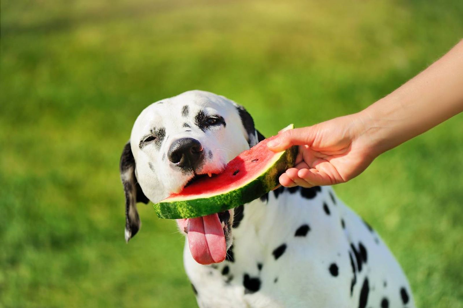 Deberás controlar bien qué tipo de frutas le das y en qué proporción respecto al resto de sus alimentos.