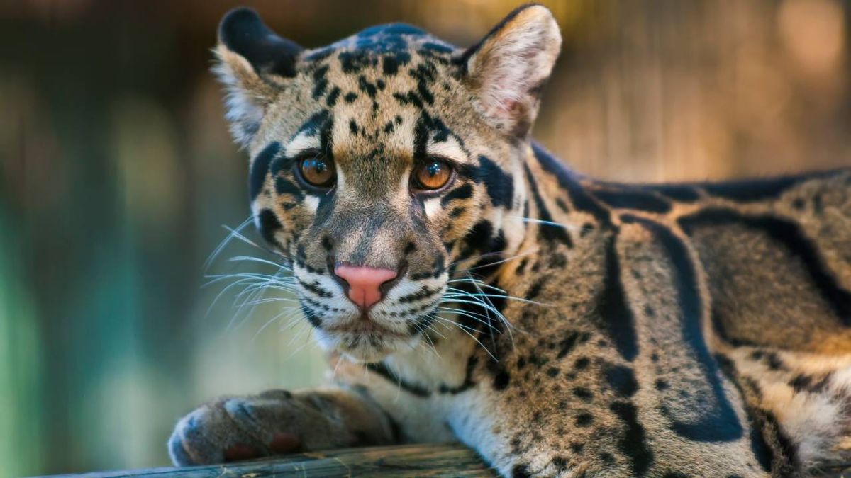 leopardo nublado pantera nebulosa felino salvaje peligro de extincion