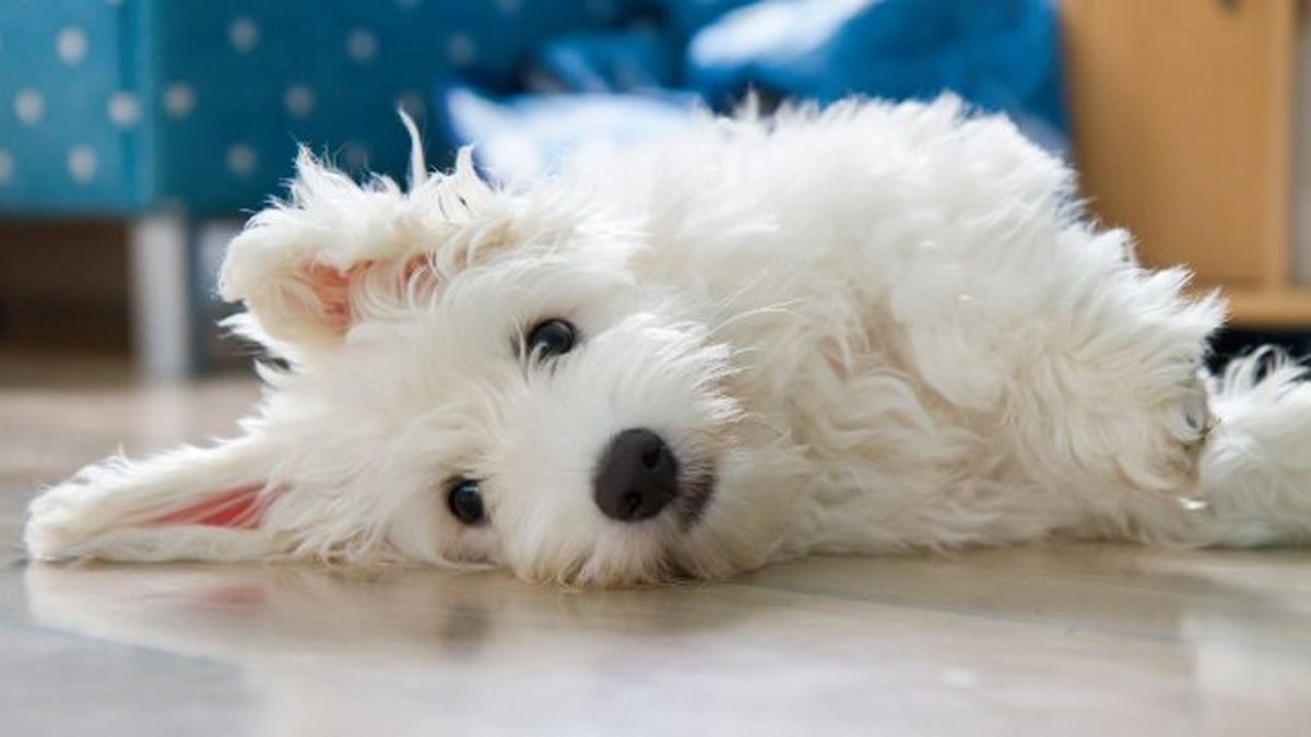 coton de tulear 5